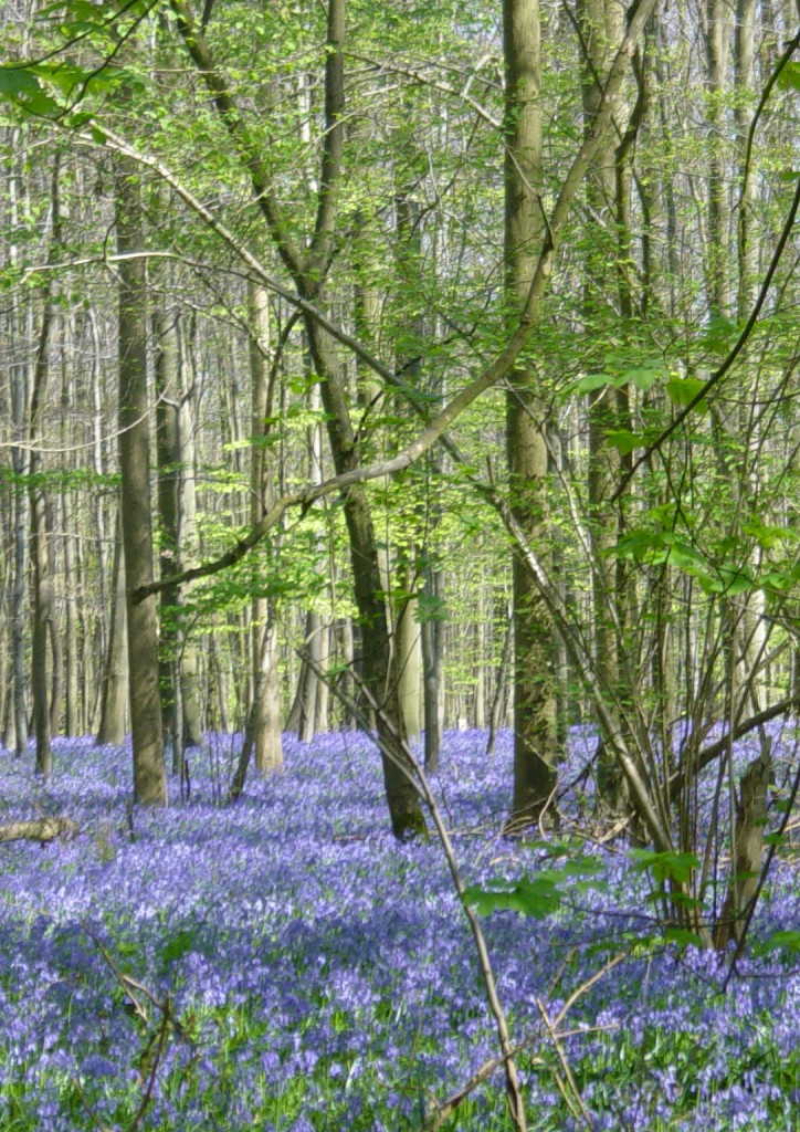 bois de Hal 2008 2