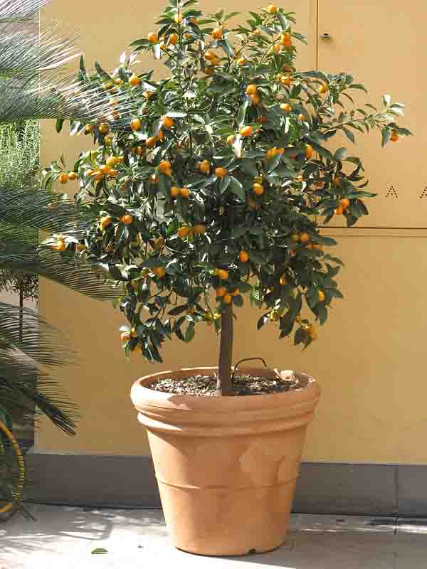 Citrusjaponica_site