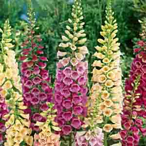 Digitalis_site