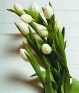 Bouquet of White Tulips
