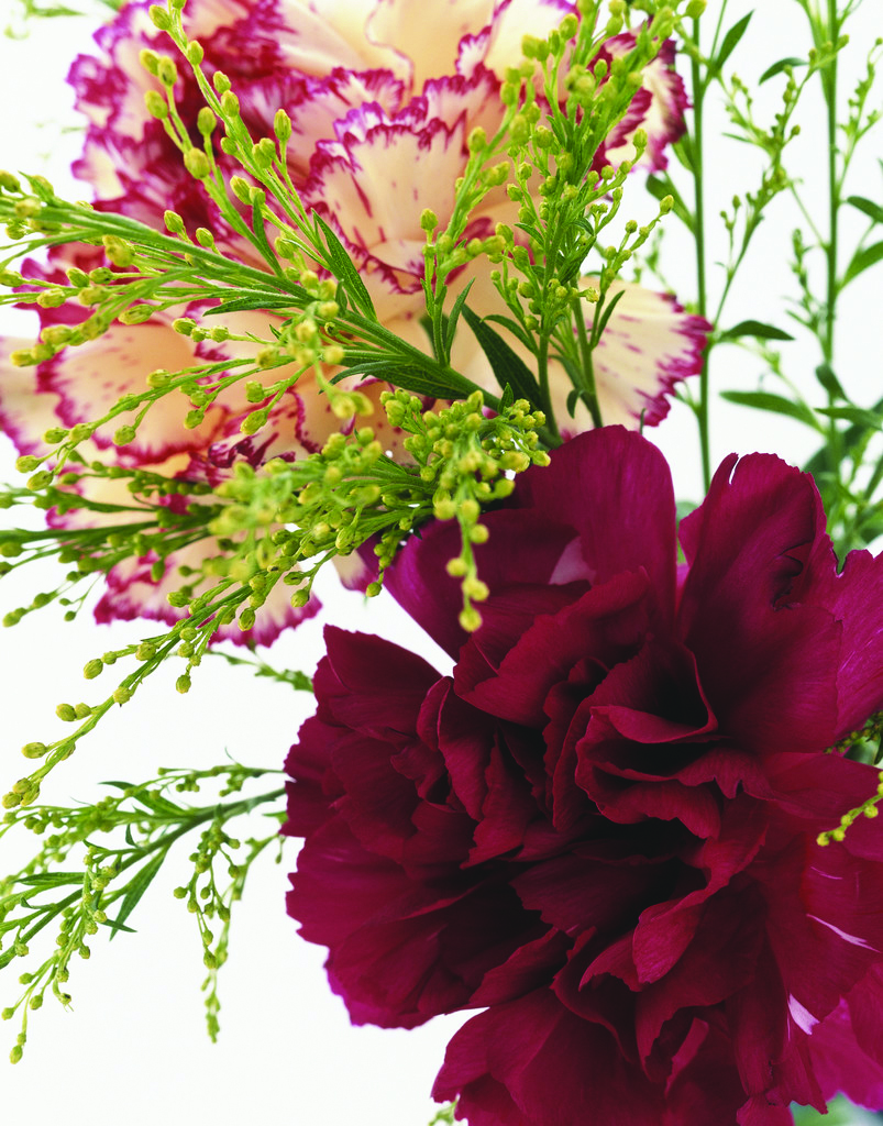 Blooming Carnations