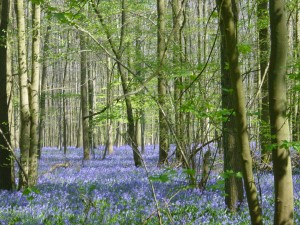 bois de Hal