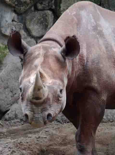 site_rhinocéros